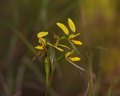 Diuris luteola
