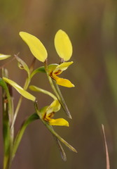 Diuris luteola