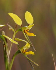 Diuris luteola