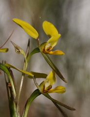 Diuris luteola