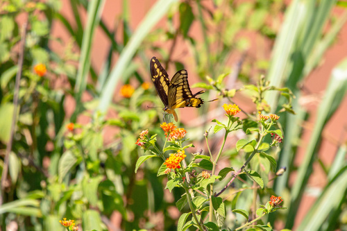 Thoas Swallowtail