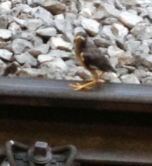 Acridotheres tristis