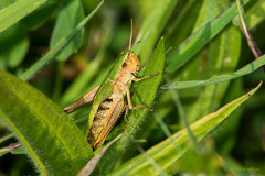 Pseudochorthippus parallelus parallelus