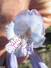 Gladiolus caeruleus