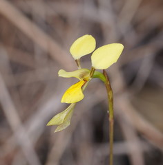 Diuris luteola