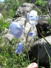 Gladiolus caeruleus