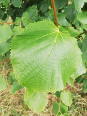Tilia