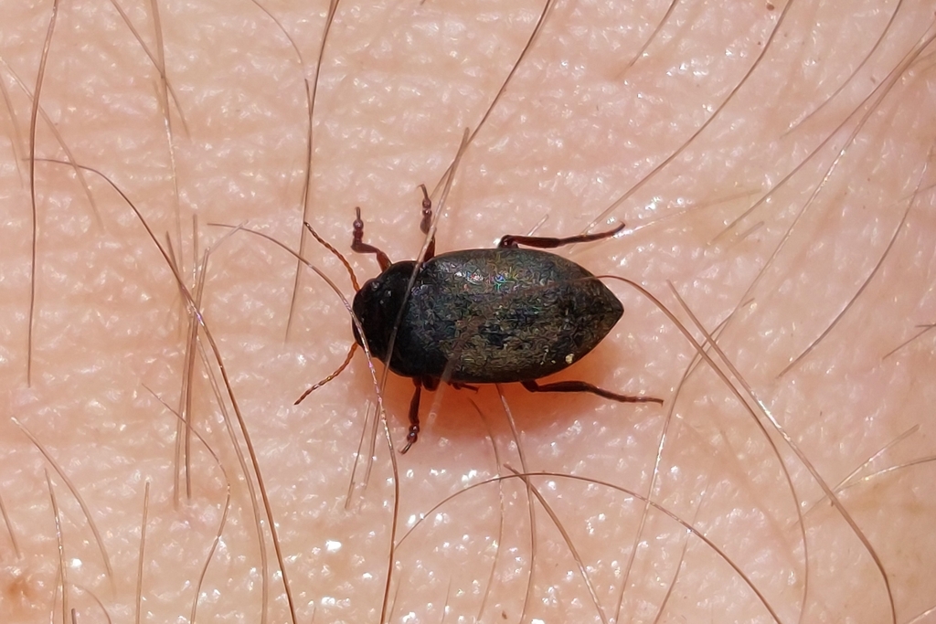 Deronectes moestus