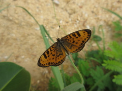 Melitaea yuenty