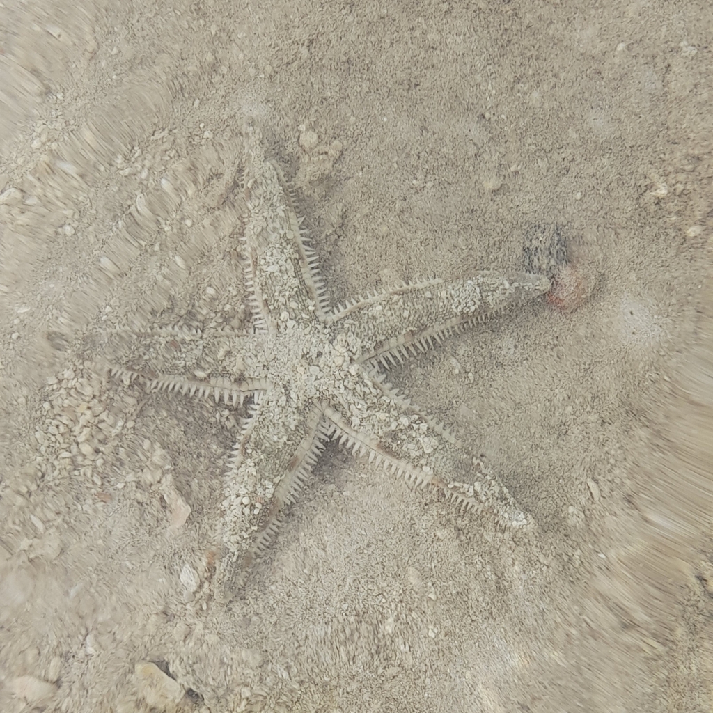 Common Sea Star