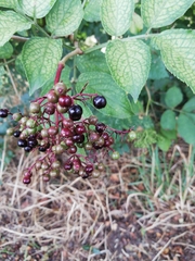Sambucus nigra