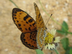 Melitaea yuenty