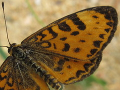 Melitaea yuenty