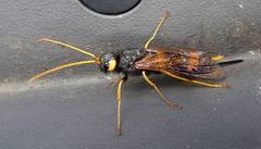 Urocerus flavicornis