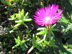 Lampranthus vernalis