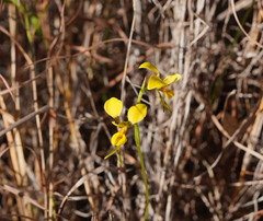 Diuris luteola