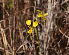 Diuris luteola