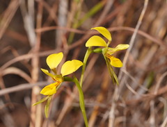 Diuris luteola