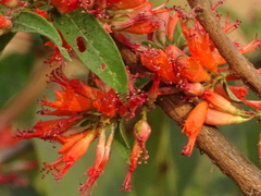 Woodfordia fruticosa