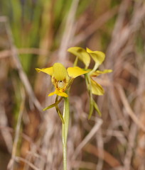 Diuris luteola