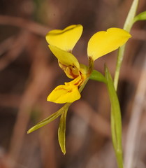Diuris luteola