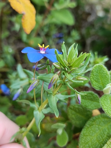 Image of Lysimachia monelli by no rights reserved