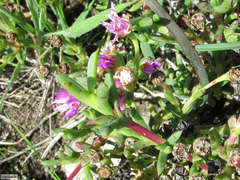 Ruschia langebaanensis