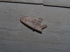 Nadagara vigaia