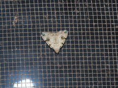 Sinarella nigrisigna