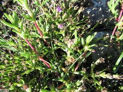 Ruschia langebaanensis