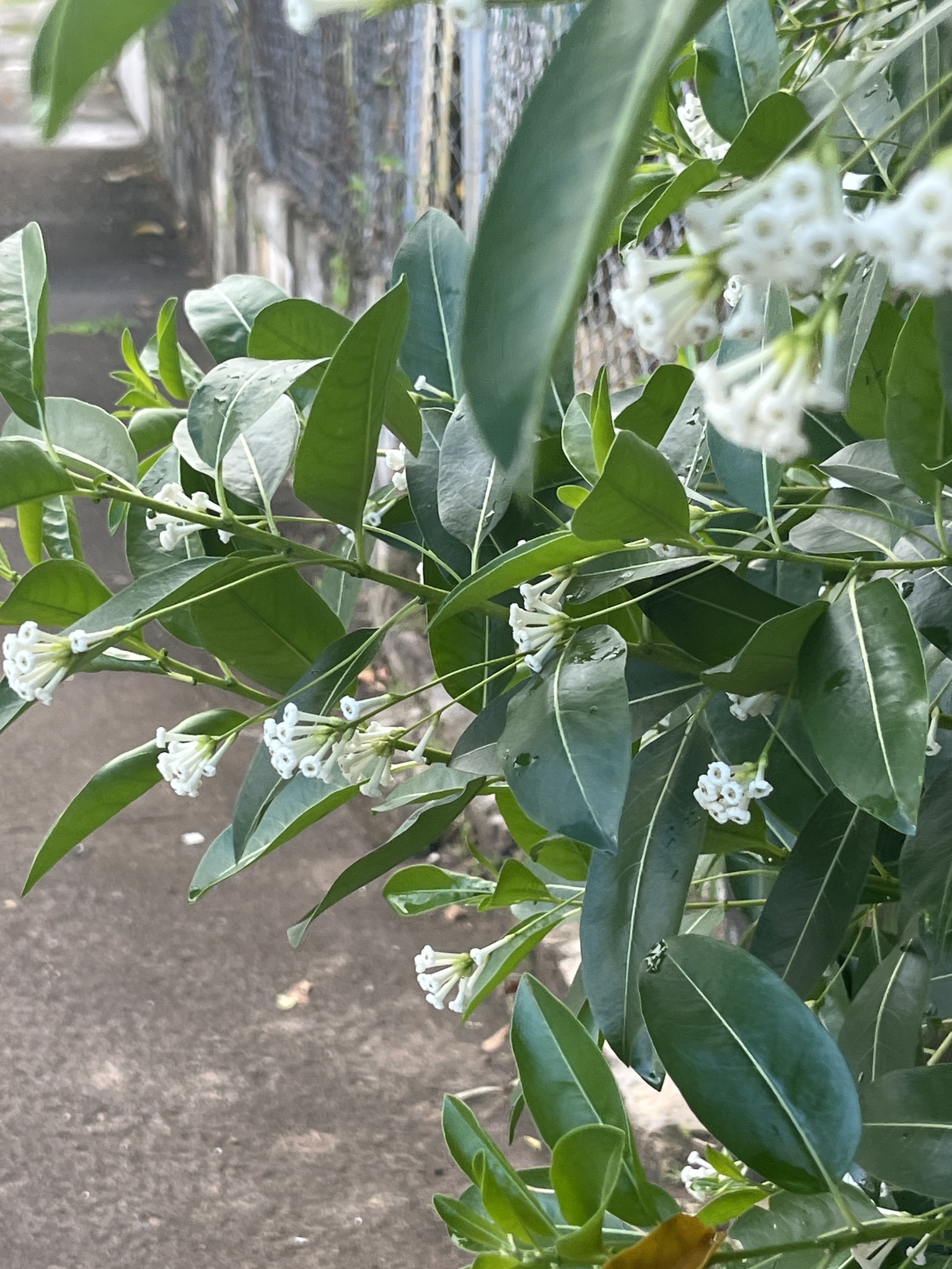 Imagem de Jasmim-verde