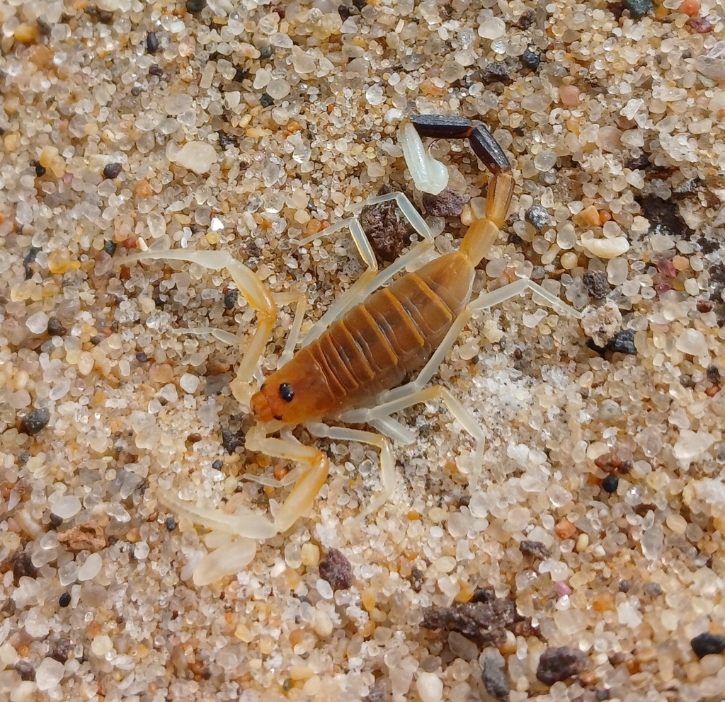 Uroplectes teretipes
