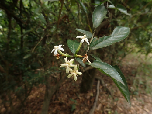 Oxyceros sinensis iNat (1)