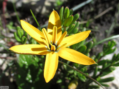 Pauridia linearis