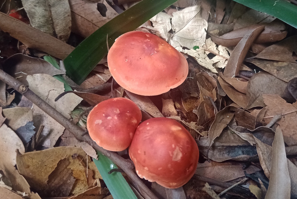 Leucopaxillus gracillimus · April 2025 · photo: © rafaelmrosa (iNaturalist, cc-by-sa)