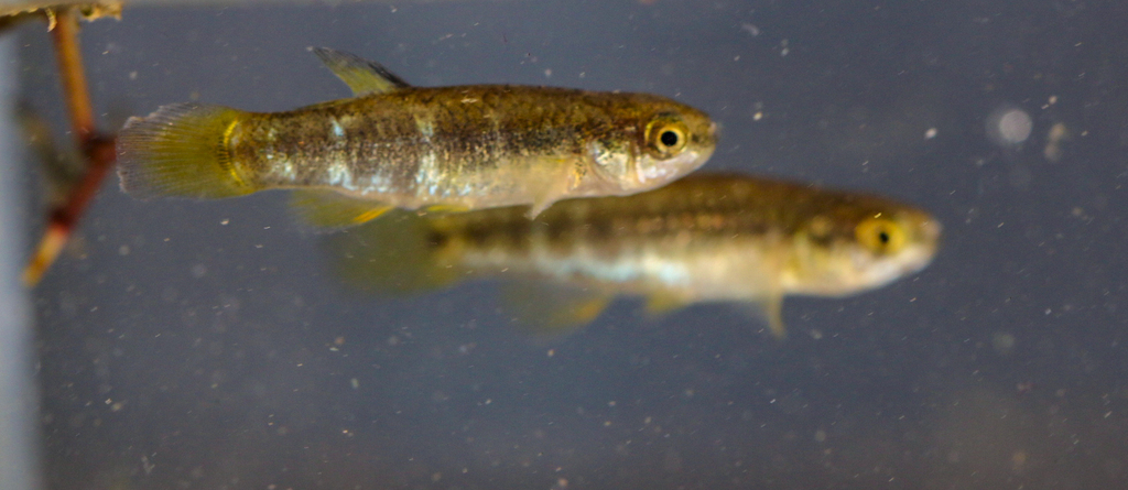 Almiri Killifish