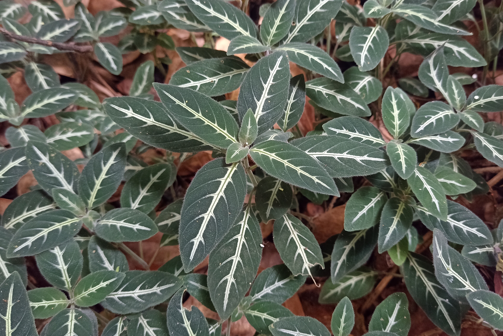 Ruellia Makoyana (Ruellia makoyana)