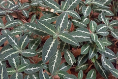 Ruellia makoyana