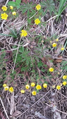 Potentilla heptaphylla