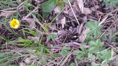 Potentilla heptaphylla