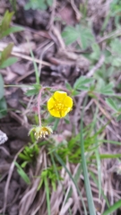 Potentilla heptaphylla