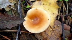 Lactarius aurantiacus