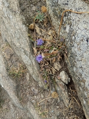 Jasione