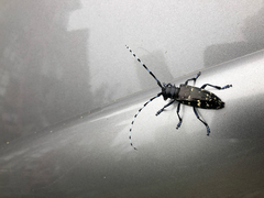 Anoplophora glabripennis
