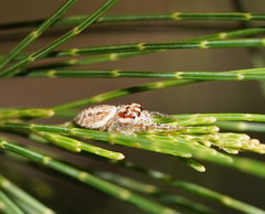 Opisthoncus serratofasciatus