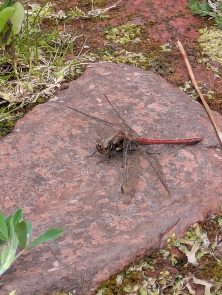 Island Darter