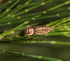 Opisthoncus serratofasciatus