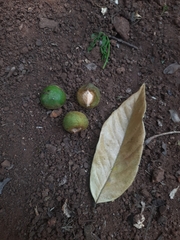 Indian soapberry (Sapindus trifoliatus)