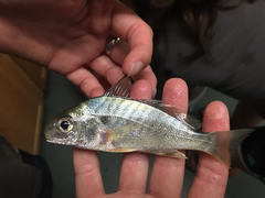 Leiostomus xanthurus