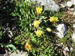 Cheiridopsis rostrata